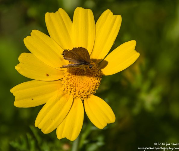 Butterfly on flower Spring Santa Maria di Castellabate Italy