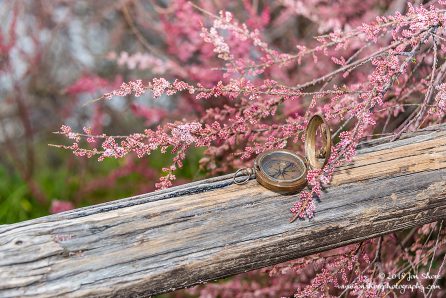 Compass in pink blossoms Spring