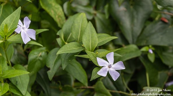 Flower Macro Spring at San Marco di Castellabate Italy