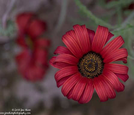 Flower Macro Spring at San Marco di Castellabate Italy