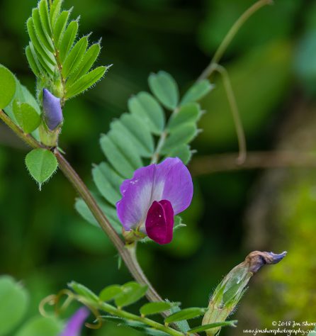 Flower Macro Spring at San Marco di Castellabate Italy