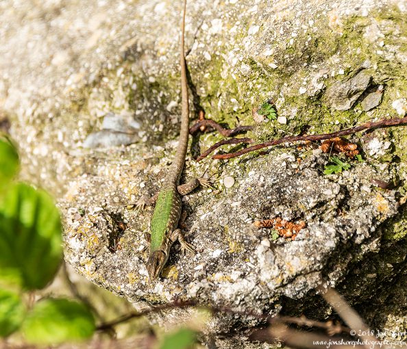Lizard Spring at San Marco di Castellabate Italy