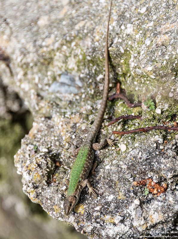 Lizard Spring at San Marco di Castellabate Italy