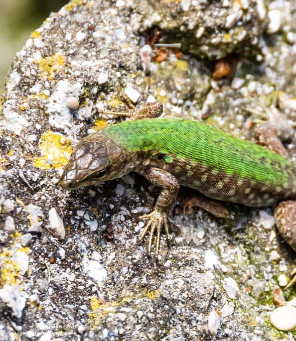 Lizard Spring at San Marco di Castellabate Italy