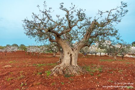 Old Olive Tree Alberobello Spring Pugliia Italy