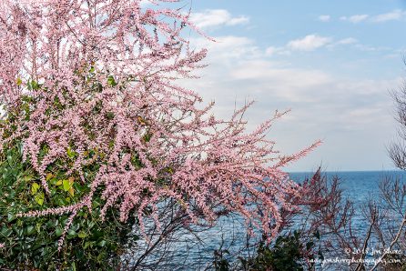 Pink blossoms San Marco Spring
