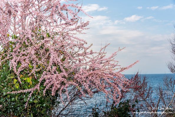 Pink blossoms San Marco Spring
