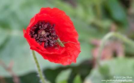 Poppy and Grasshopper macro Spring Pugliia Italy