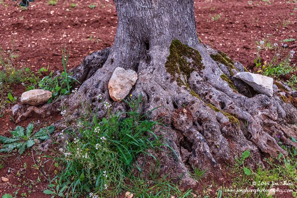 Rocks and Roots of an Olive Tree Spring Pugliia Italy