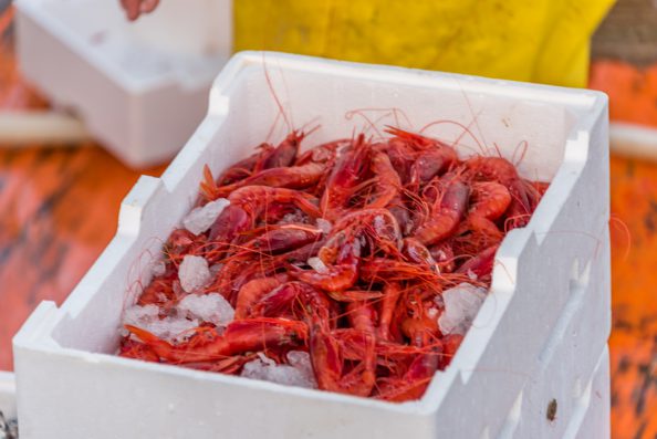 Fish San Marco Spring Italy