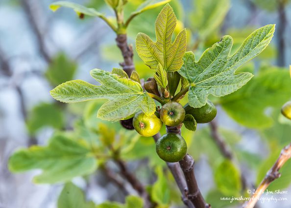Figs San Marco di Castellabate Cilento Italy