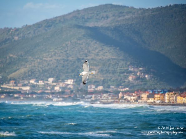 Seagull Spring at Santa Maria di Castellabate Italy