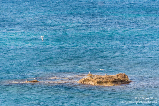 Seagulls Spring at San Marco di Castellabate Italy