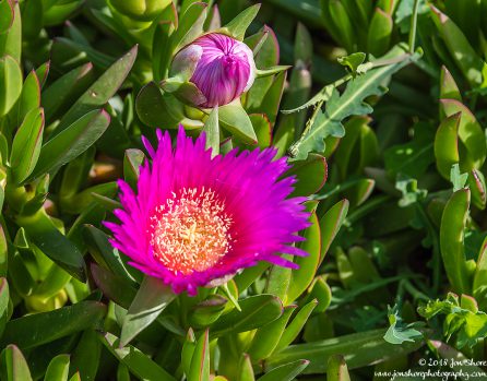 Wildflowers Spring Pugliia Italy