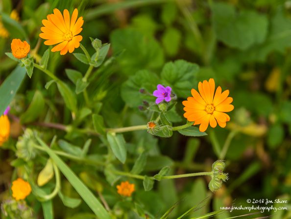 Wildflowers Spring Pugliia Italy