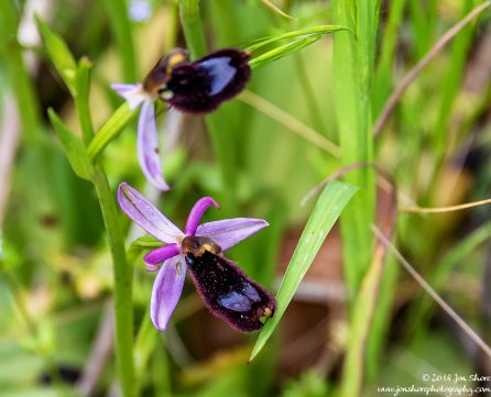 Wildflowers Spring Pugliia Italy
