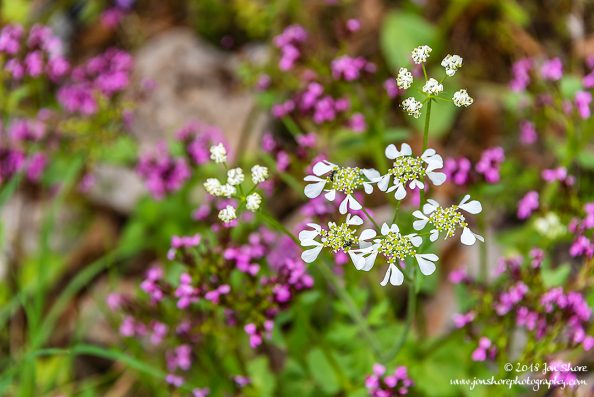 Wildflowers Spring Pugliia Italy