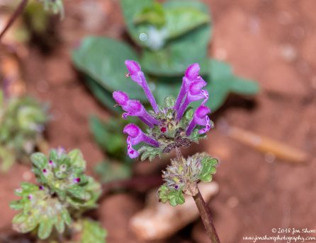 Spring Pugliia Italy