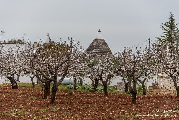 Alberobello Trulli and Cherry Trees Spring Pugliia Italy