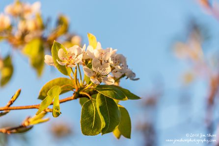 Blossoms Spring San Marco di Castellabate Italy