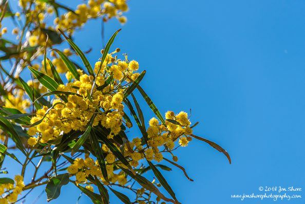 Flower Spring Santa Maria di Castellabate Italy