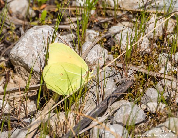 Butterfly Spring Santa Maria di Castellabate Italy