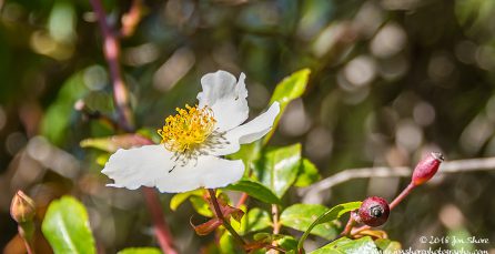 Spring Santa Maria di Castellabate Italy