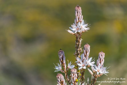 Flower Spring Santa Maria di Castellabate Italy
