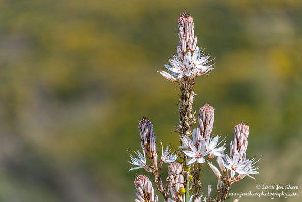 Flower Spring Santa Maria di Castellabate Italy
