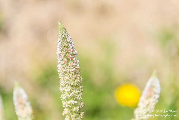 Flower Spring Santa Maria di Castellabate Italy