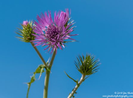 Thistle Spring at San Marco di Castellabate Italy