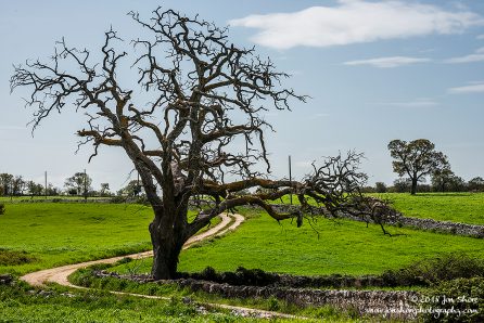 Tree Spring Pugliia Italy