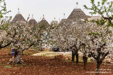 Alberobello Trulli and Cherry Trees Spring Pugliia Italy