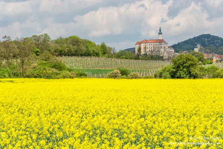 Yellow Rapeseed Flowers and Monastery in Czech Republic