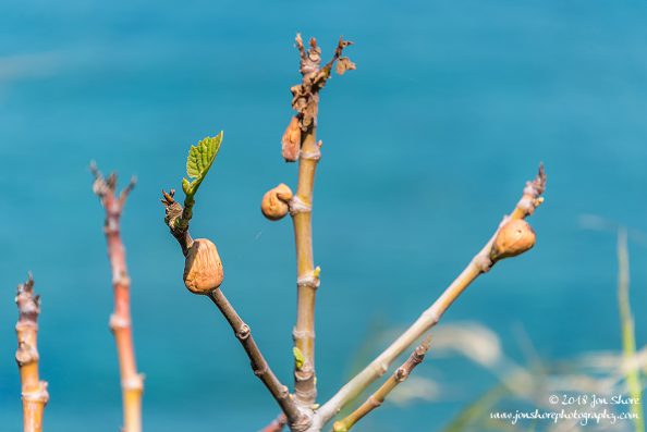 Figs San Marco Spring Italy