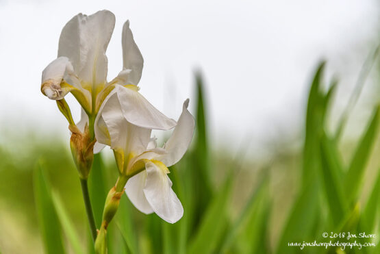 Iris San Marco Spring Italy