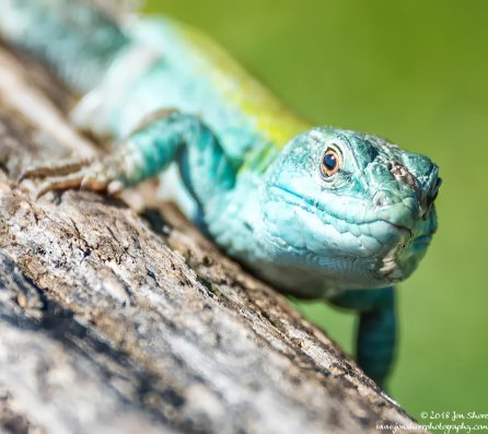 Lizard San Marco Spring Italy April