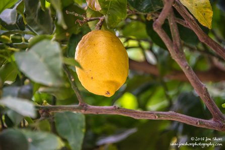 Lemon in Italy