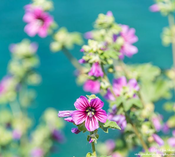 Wildflowers on the Mediterranean San Marco Spring Italy