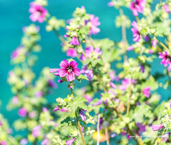 Wildflowers on the Mediterranean San Marco Spring Italy