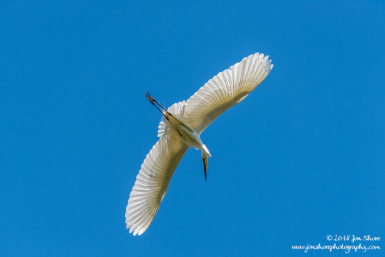 Great White Egret Kemeri National Park Latvia