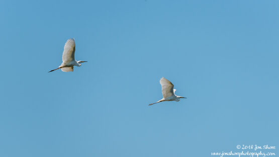Great White Egret Kemeri National Park Latvia