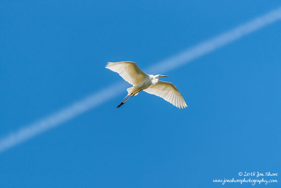 Great White Egret Kemeri National Park Latvia