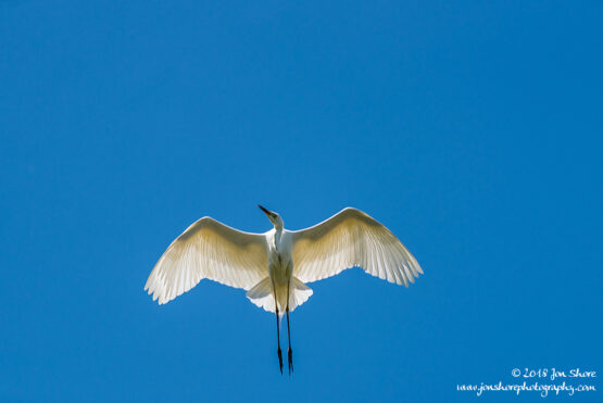 Great White Egret Kemeri National Park Latvia