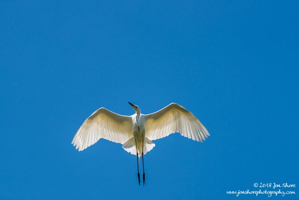 Great White Egret Kemeri National Park Latvia