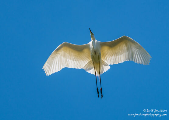 Great White Egret Kemeri National Park Latvia