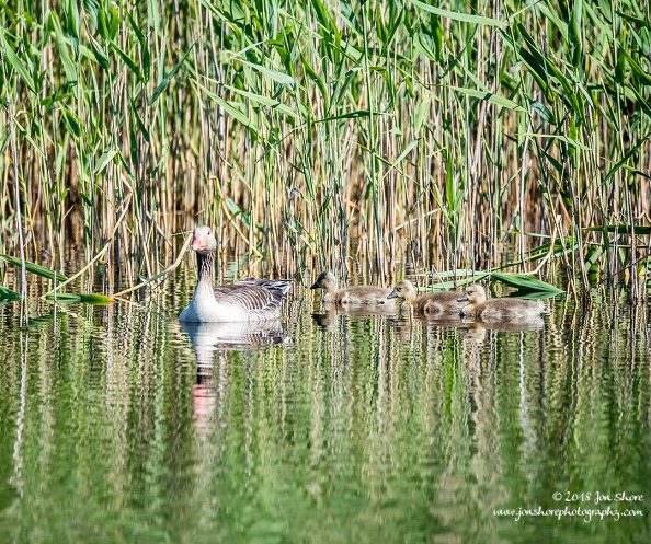 Greylag Geese Latvia