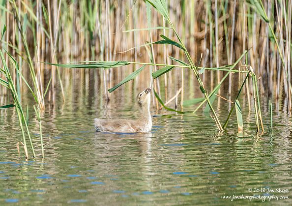 Greylag Gosling Kemeri National Park Latvia