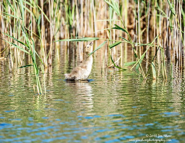 Greylag Gosling Kemeri National Park Latvia