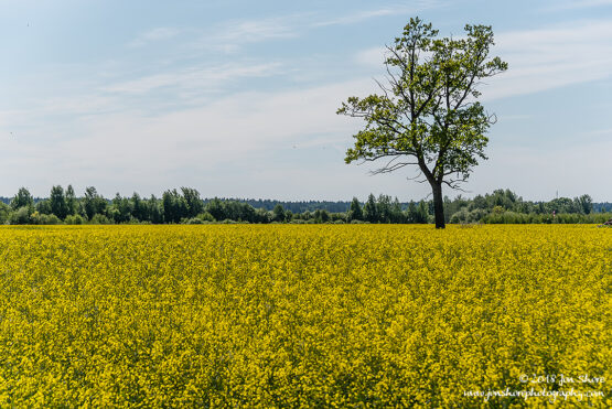 Yellow Rapeseed Flowers in a Meadow in Latvia